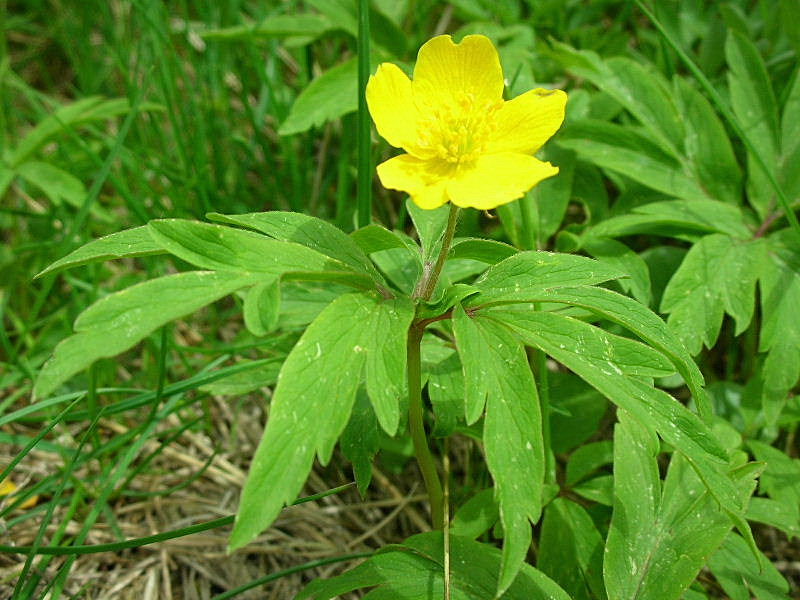 Anemonoides ranunculoides / Anemone gialla